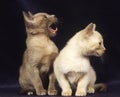 Burmese Domestic Cat, Kitten Yawning