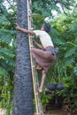 Burmese farmer climbing a Palm tree