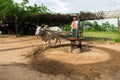 A Burmese farmer in longyi standing on an oil mill, powered by an ox, grinding peanuts to make oil.