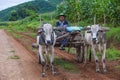 Burmese farmer riding ox cart