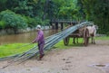 Burmese farmer riding ox cart