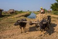 Burmese farmer sits atop oxcart full of root vegetables.