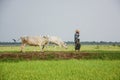 Burmese farmer walk with cow on paddy or rice field located at Bagan