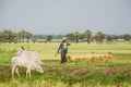 Burmese farmer walk with cow on paddy or rice field located at Bagan