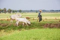 Burmese farmer walk with cow on paddy or rice field located at Bagan