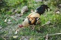 Burmese fighting are eating at the grass