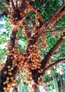 Burmese Grape Baccaurea Ramiflora on the Tree