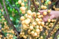 Burmese grape with hand on tree