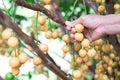 Burmese grape with hand on tree