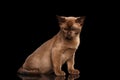 Burmese kitten with Chocolate fur Sitting, Looking down, Isolated black Royalty Free Stock Photo