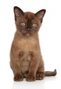 Burmese kitten in front of white background