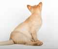 Burmese kitten looking at white background Royalty Free Stock Photo