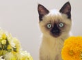 Burmese kitten looks Royalty Free Stock Photo