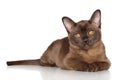 Burmese kitten lying Royalty Free Stock Photo