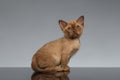 Burmese kitten Sits and looking up on Gray Royalty Free Stock Photo