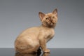 Burmese kitten Sits and looking up on Gray Royalty Free Stock Photo