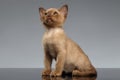 Burmese kitten Sits and looking up on Gray Royalty Free Stock Photo