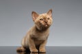 Burmese kitten Sits and looking up on Gray Royalty Free Stock Photo