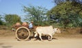 Burmese man riding ox cart at Ancient city in Bagan