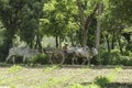 A Burmese man rode a wagon on a dirt road through a farm that had plowed the soil to prepare crops.