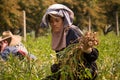 Burmese migrant workers harvesting onions in the fields Royalty Free Stock Photo