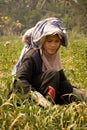 Burmese migrant workers harvesting onions in the fields