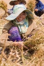 Burmese migrant workers harvesting onions in the fields