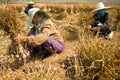 Burmese migrant workers harvesting onions in the fields