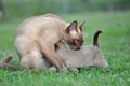 Burmese mother kitten protecting her baby kitten