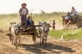 Burmese people driving oxcart Royalty Free Stock Photo