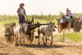 Burmese people driving oxcart Royalty Free Stock Photo