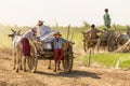 Burmese people driving oxcart Royalty Free Stock Photo