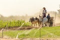 Burmese people driving oxcart Royalty Free Stock Photo