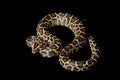 Burmese python Royalty Free Stock Photo