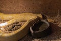 Burmese python albino form in the terrarium Royalty Free Stock Photo
