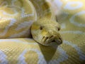 Burmese python albino (lat.- Python bivittatus Royalty Free Stock Photo
