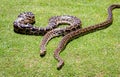 Burmese python background. Two pythons on grass