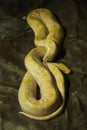 Burmese python Python bivittatus Royalty Free Stock Photo