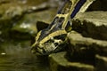 Burmese Python. Python bivittatus. Royalty Free Stock Photo
