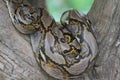 burmese python body skin on stick tree at thailand Royalty Free Stock Photo