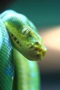 Burmese Python: Focus Royalty Free Stock Photo