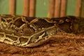 Burmese Python with Head Raised and Tongue Out Royalty Free Stock Photo