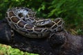 Burmese Python Python molurus bivittatus Royalty Free Stock Photo