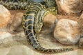 Burmese python, one of the largest species of snakes Royalty Free Stock Photo