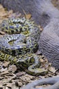 A Burmese python. One of the largest species of snakes. Royalty Free Stock Photo