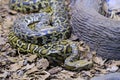 A Burmese python. One of the largest species of snakes. Royalty Free Stock Photo