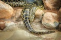Burmese python, one of the largest species of snakes, a dark-colored snake with many brown blotches bordered in black down the Royalty Free Stock Photo
