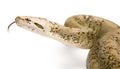 Burmese Python - Py... molurus bivittatus - grani