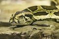 Burmese Python. Python bivittatus. Royalty Free Stock Photo