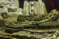 Burmese Python. Python bivittatus. Royalty Free Stock Photo